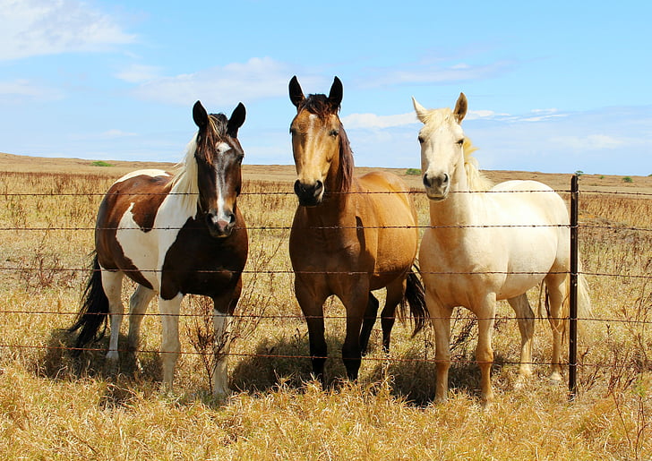 three assorted-color horse beside the fence