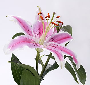 selective focus photography of pink stargazer lily flower