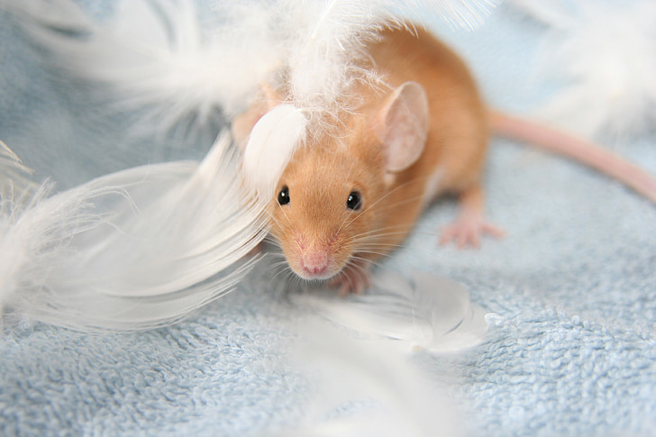 brown mice surrounded by white feathers