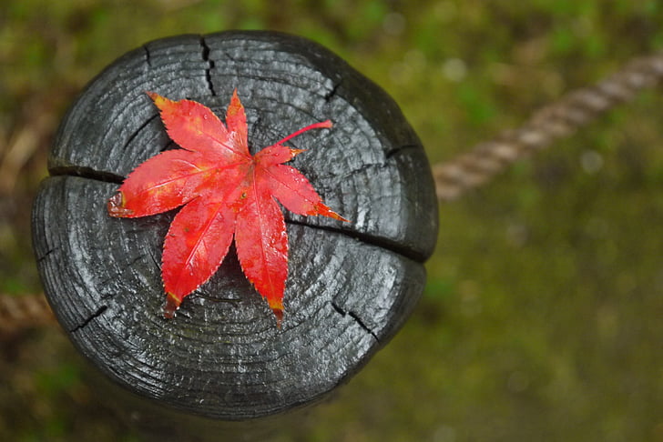 red leaf on black wooden surface