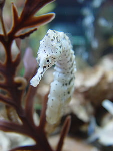 closeup photo of white seahorse
