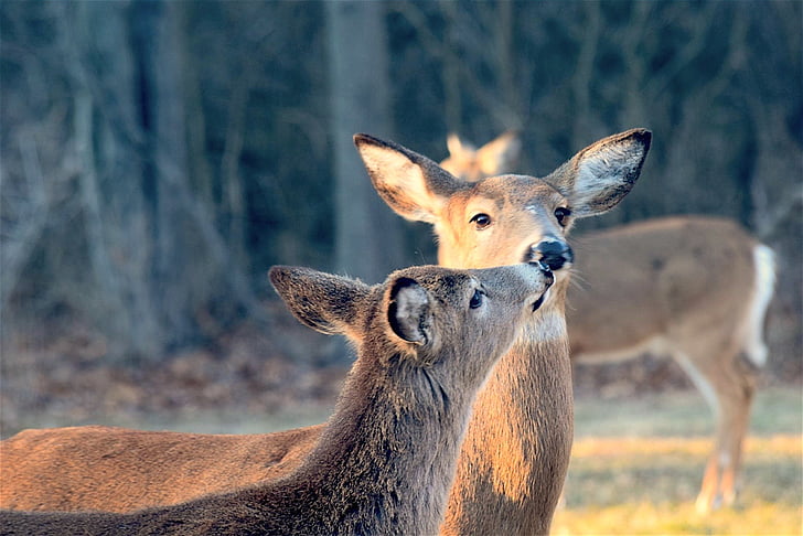two brown deers kissing