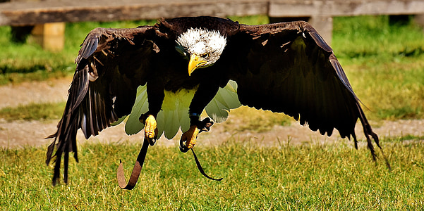 black bald eagle