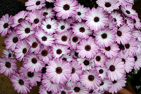 close view of pink flowers