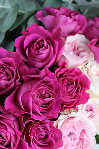 selective focus photography of pink and white roses