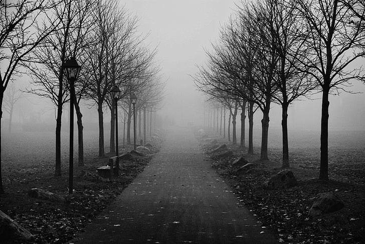 grayscale photo of pathway between bare trees surrounded by fogs