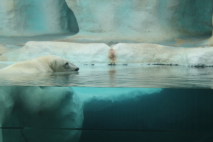 white polar bear underwater photography