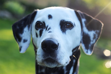 close-up photograph of white and black Dalmatian dog