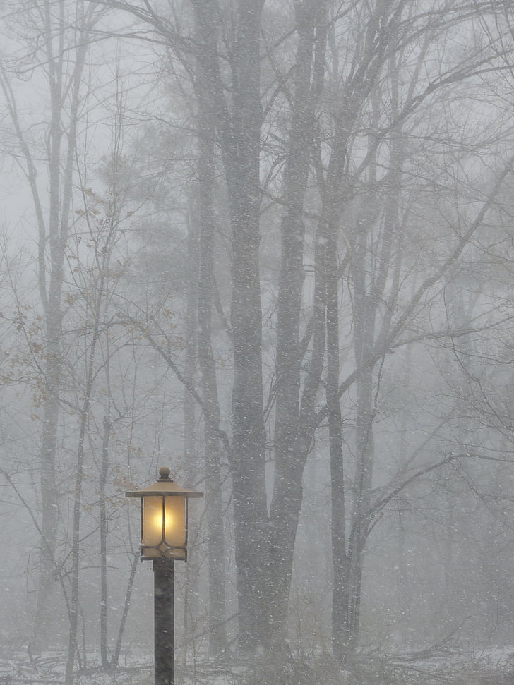 lighted black street light near trees fogs