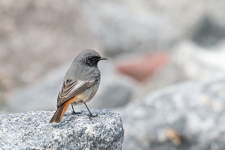 selective focus photography of gray bird perched on gray rock