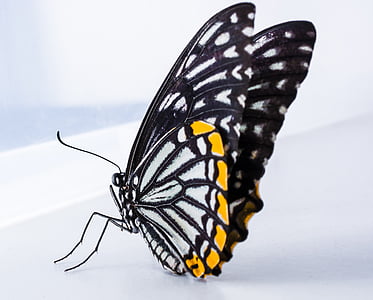 closeup photography of black and white butterfly on white surface