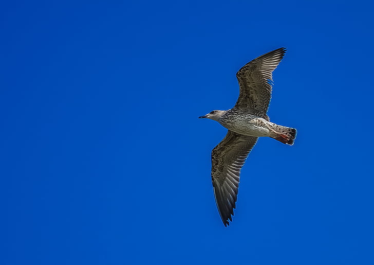 gray bird flying under blue sky