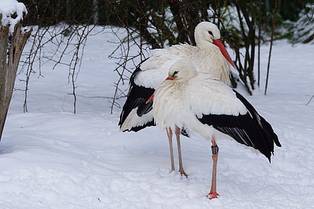 two black-and-white bird on snow field