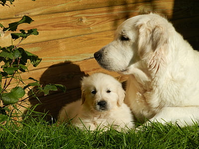 light golden retriever with puppy near brown wooden fence on green grass during daytime