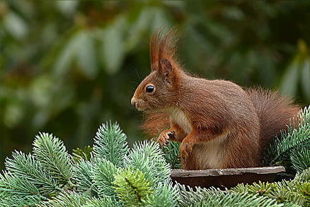 squirrel facing plants