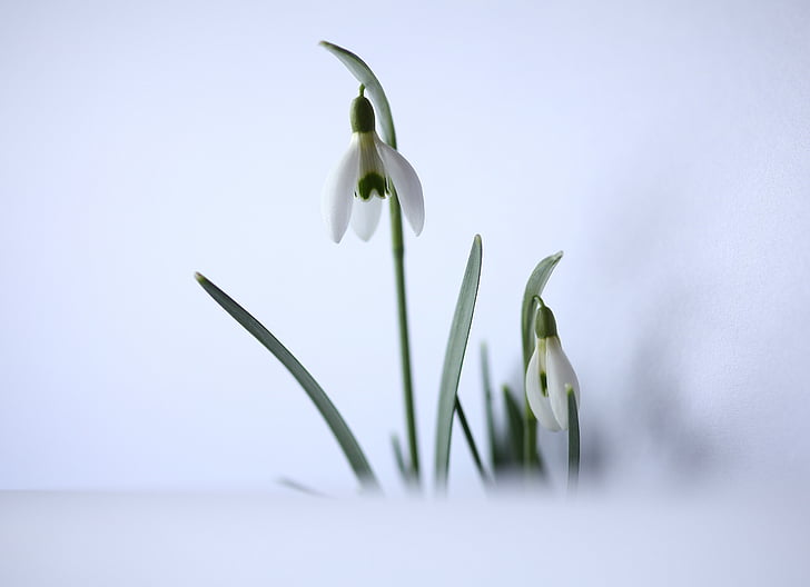 selective focus photo of white snowdrop flowers