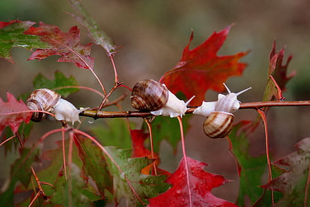 shallow focus photography of brown-and-white snails