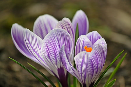 purple-and-white crocus flowers closeup photography at daytime
