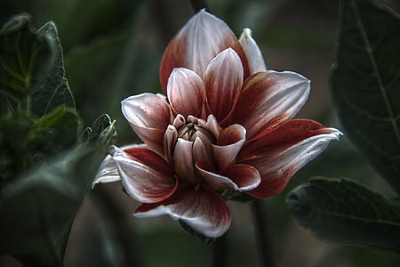 red and white petaled flowe