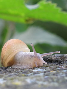 shallow focus photography of beige snail