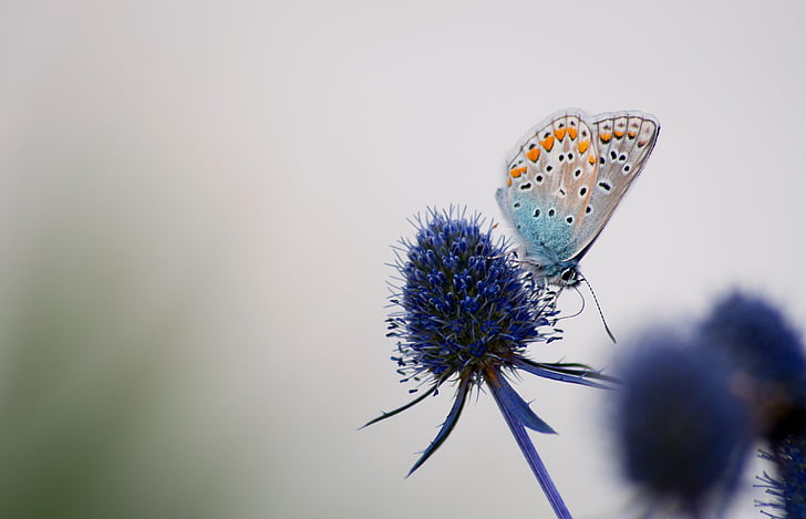 blue and orange butterfly perched on blue flower at daytime