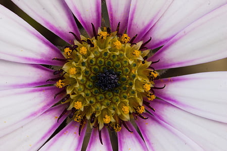 macro photography of purple daisy flower in bloom