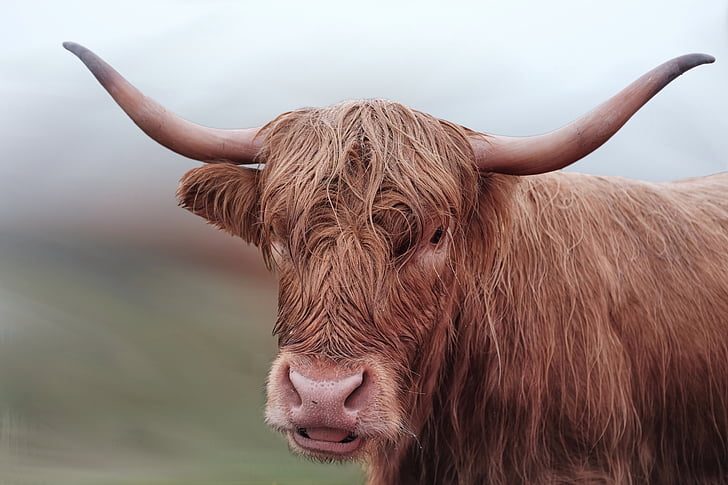 selective photo of brown cattle