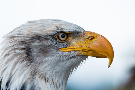 bald eagle selective-focus photography