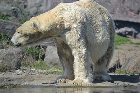photography of polar bear near body of water