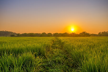 rice field during golden hour