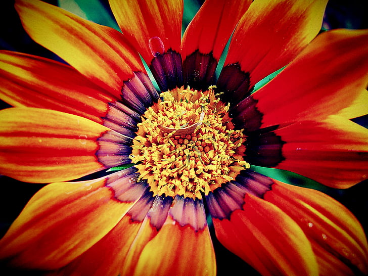 macro photography of red and yellow Gazania flower