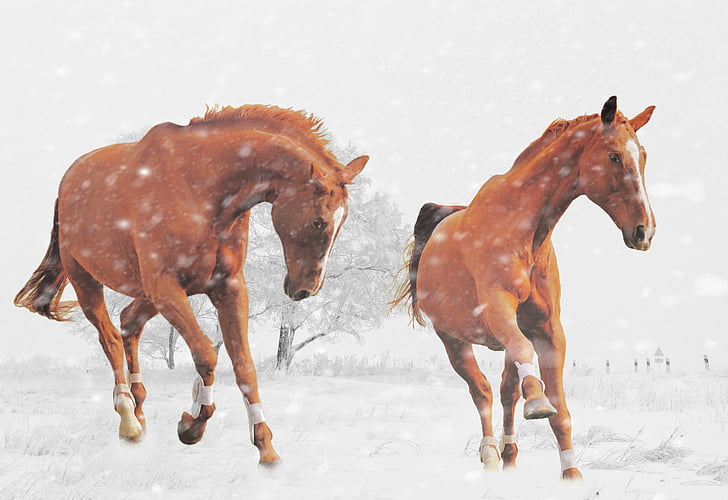 two brown horses during snow painting