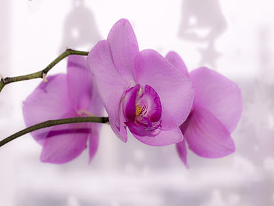 shallow focus photo of pink orchid flower