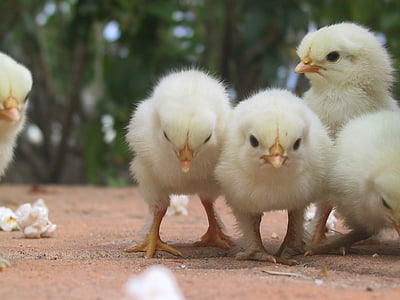 selective focus photography flock of chicks