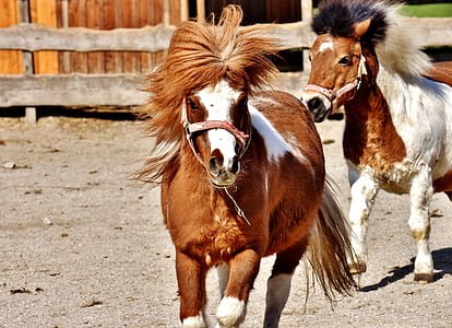 white and brown horse running during day time