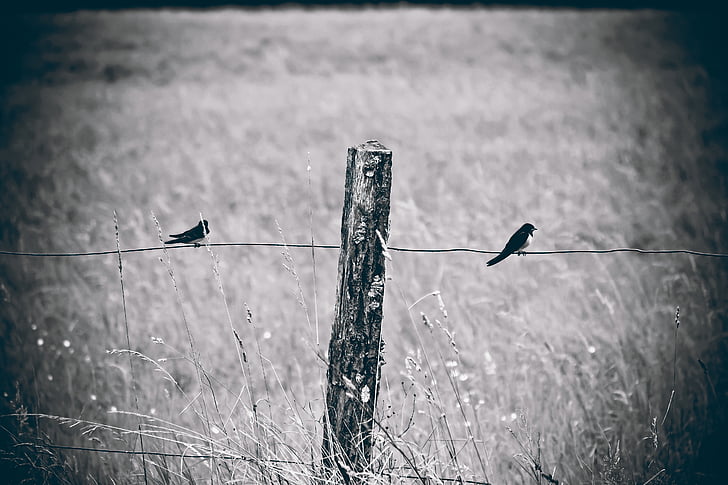 grayscale photography of two swallows perched on wire fence