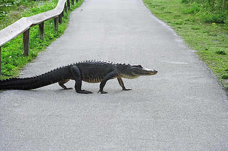 selective focus photography of crocodile on road