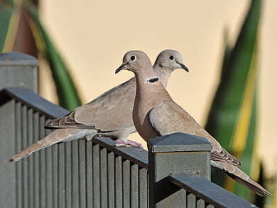 two gray pigeons on gray railings at daytime