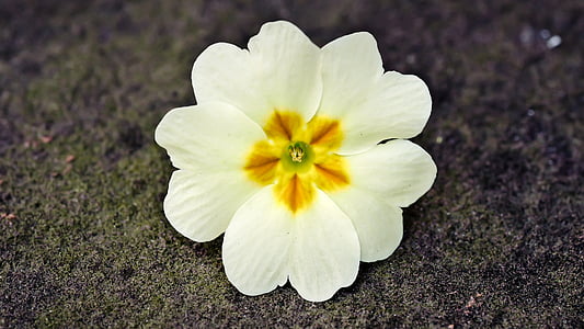 macro photography of white primrose flower