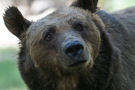 brown bear during daytime