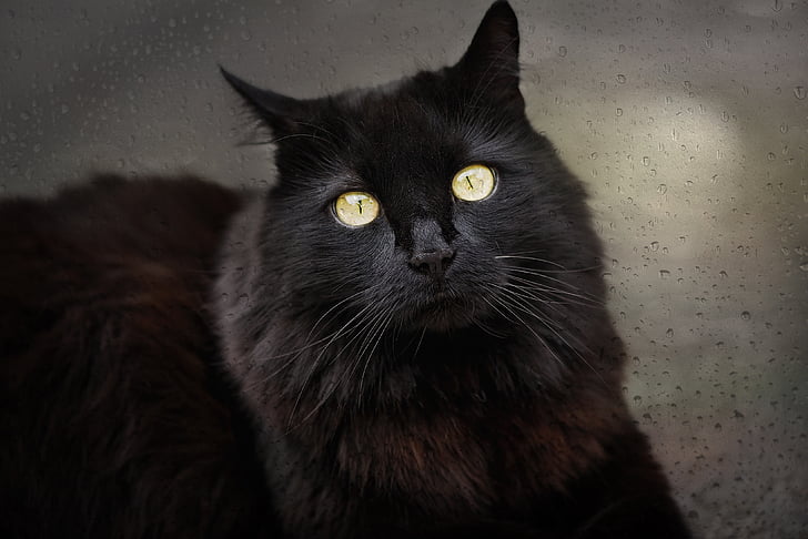 long-coated black cat