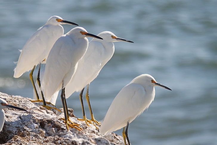 four white long-beak birds on rock