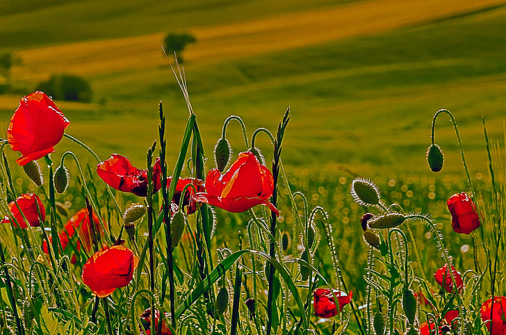 red flower on grass field