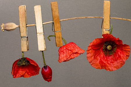 photo of clipped dried poppy flowers