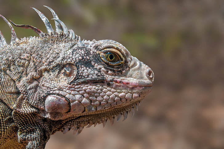 close up photo iguana