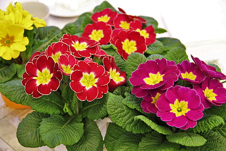 closeup photo of three variety of flowers on pot