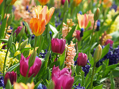 selective focus of assorted-color tulip flower field