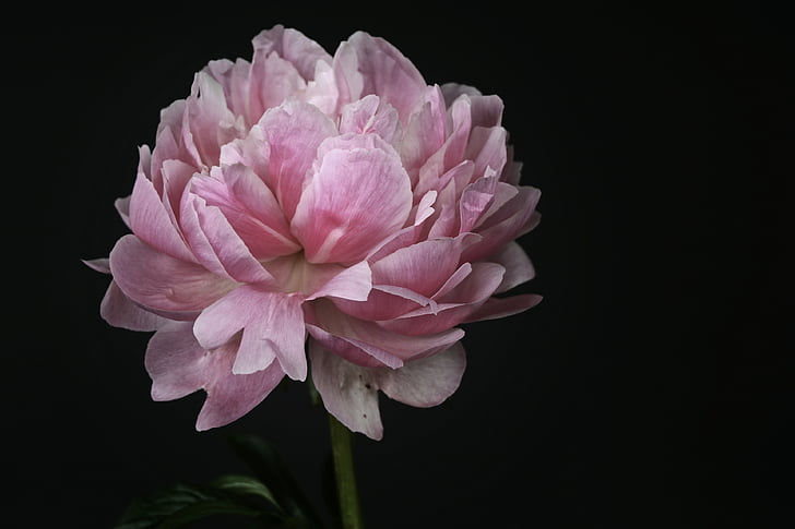photo of white and pink petaled flowers
