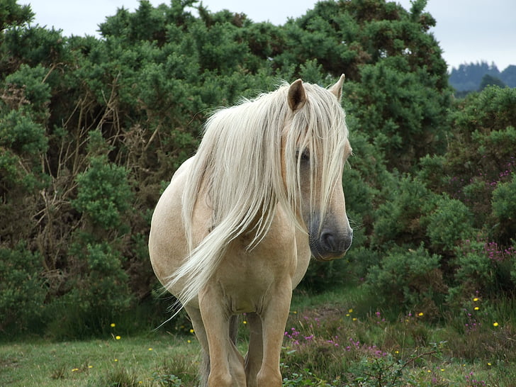 white horse standing on grass field