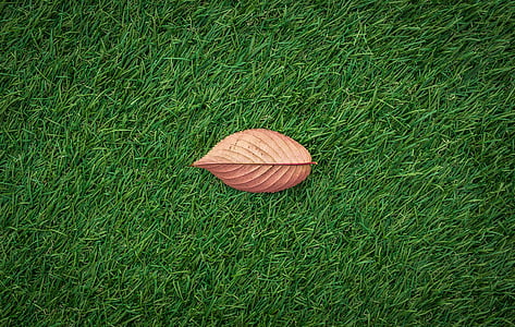 brown leaf on green grass